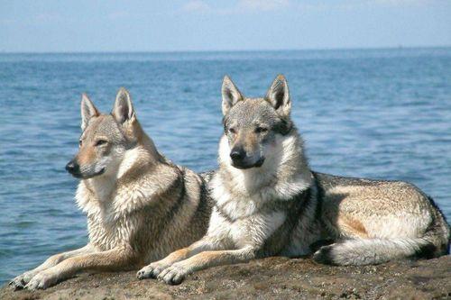 国产狼犬有多强视频,勇猛无畏，守护家园的钢铁战士