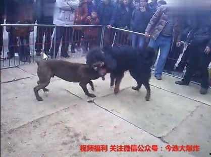 国产狼犬打架视频播放,精彩瞬间回顾