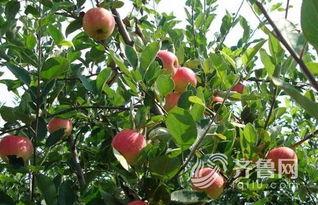 国产新果树视频大全,探索绿色农业新篇章