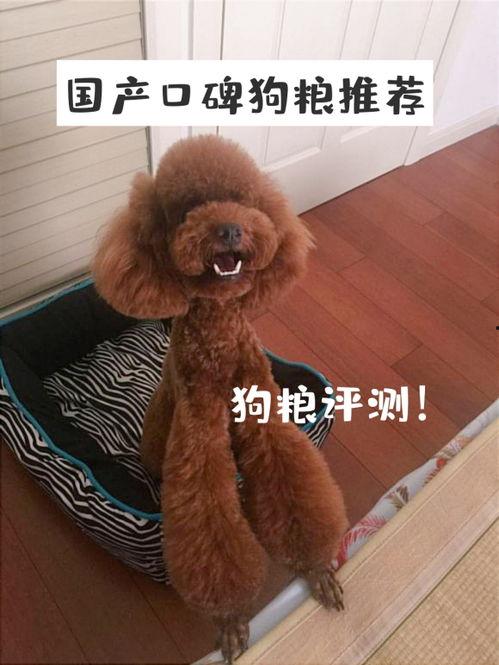 国产好狗粮测评视频大全,全方位解析各大品牌品质与口碑
