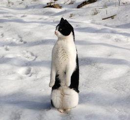 国产企鹅吃鸡视频大全