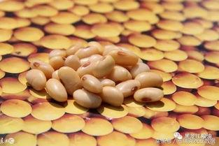 国产大豆的视频,绿色品质，滋养健康生活