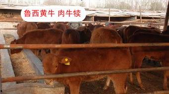 国产育肥牛产品介绍视频