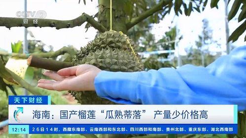 央视国产榴莲视频,央视视频揭秘种植与品尝之旅